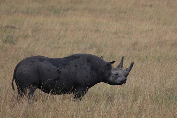 rhino - x18-Rinocer negru
