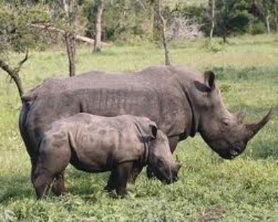 2 - x18-Rinocer negru