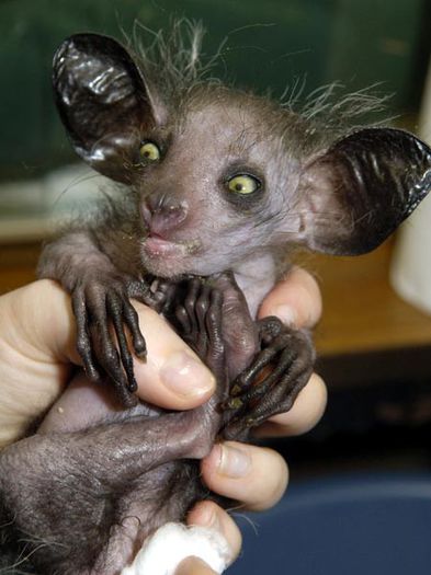 aye_aye-aye-aye - x19- Aye-aye