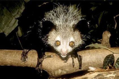 aye-aye