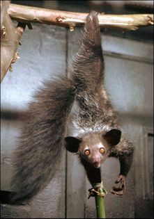 aye-aye-hanging - x19- Aye-aye