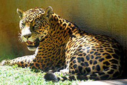 225px-Onça_pintada - x20-Jaguar