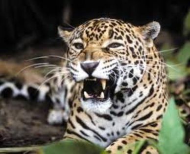 images (1) - x20-Jaguar