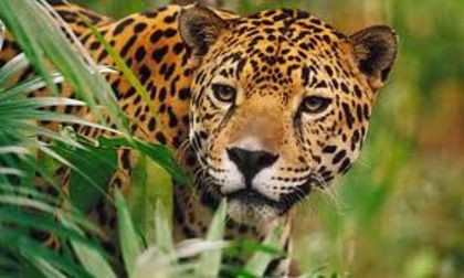 images (6) - x20-Jaguar