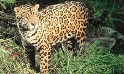 images (8) - x20-Jaguar