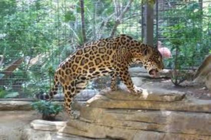 images (12) - x20-Jaguar