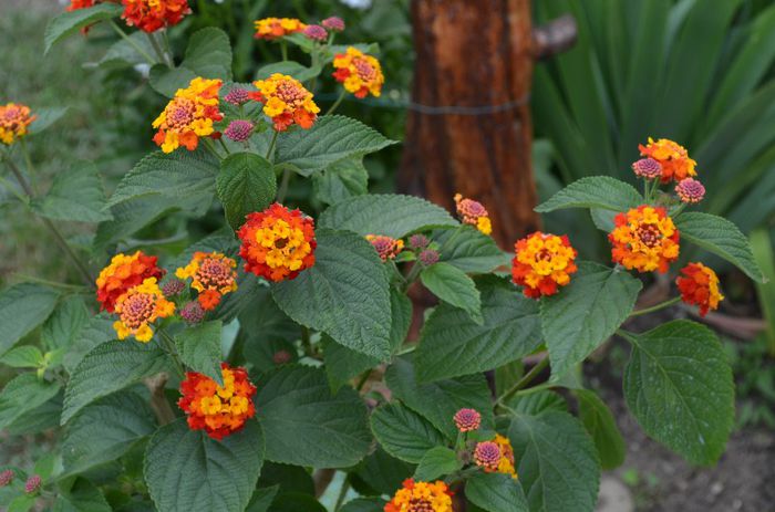 DSC_1187 - 1Lantana 2013