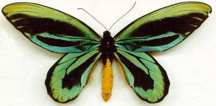 0014-027-Ptitsekryl-korolevy-aleksandry - x21-Ornithoptera alexandrae