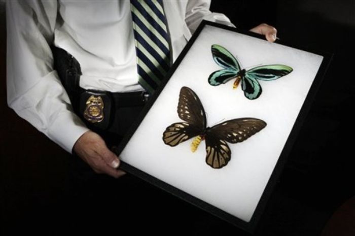 610x - x21-Ornithoptera alexandrae