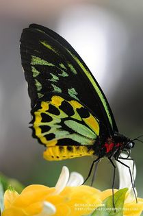 butterflykeywestwebcc - x21-Ornithoptera alexandrae