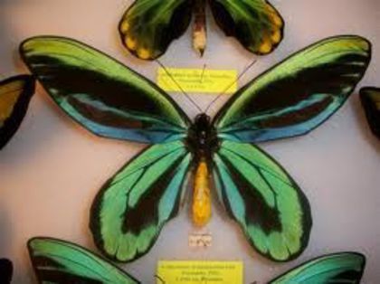 images (2) - x21-Ornithoptera alexandrae