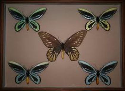 images (3) - x21-Ornithoptera alexandrae