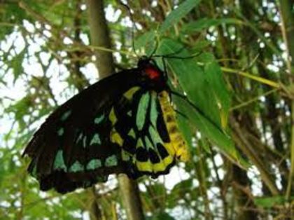 images (4) - x21-Ornithoptera alexandrae