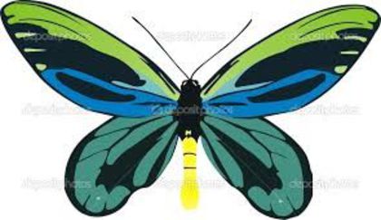 images (6) - x21-Ornithoptera alexandrae