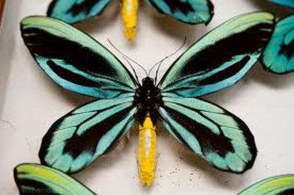 images (8) - x21-Ornithoptera alexandrae