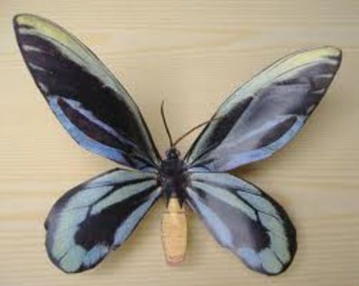 images (10) - x21-Ornithoptera alexandrae