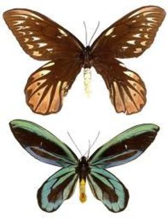 images (11) - x21-Ornithoptera alexandrae