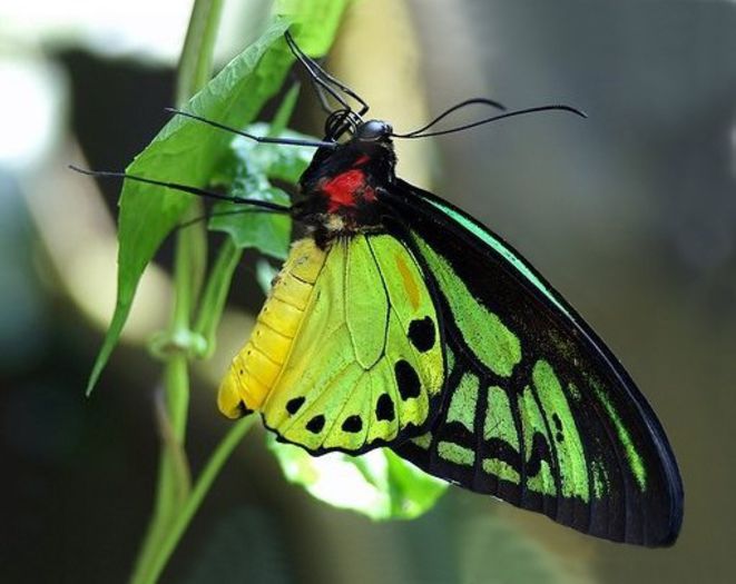 ornithoptera_alexandrae - x21-Ornithoptera alexandrae