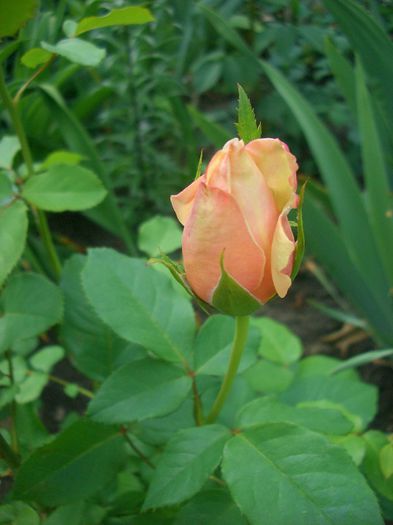 Paul Ricard • MEInivoz • Moondance• Spirit of Peace • Summer's Kiss™; Hybrid Tea.  Bred by Jacques Mouchotte (France, before 1993). Mouchotte/Meilland, 1994)
