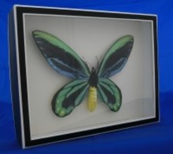 product_thumb - x21-Ornithoptera alexandrae