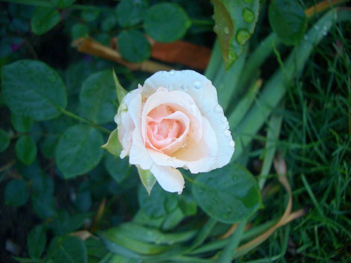 Penny Lane • HARdwell - trandafiri 2013 - part I