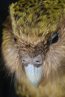 220px-New_Zealand_Kakapo_Felix - x22-Papagal Kakapo