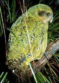 BQQRMQIVJUXOAAOQTDY - x22-Papagal Kakapo