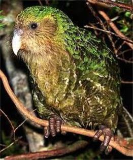 images - x22-Papagal Kakapo