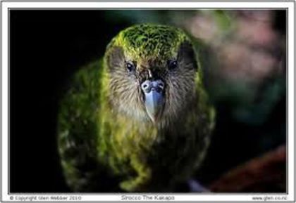 images (1) - x22-Papagal Kakapo