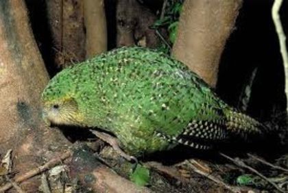 images (2) - x22-Papagal Kakapo