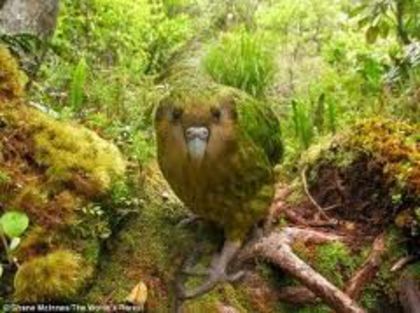 images (3) - x22-Papagal Kakapo