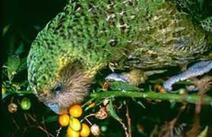 images (4) - x22-Papagal Kakapo