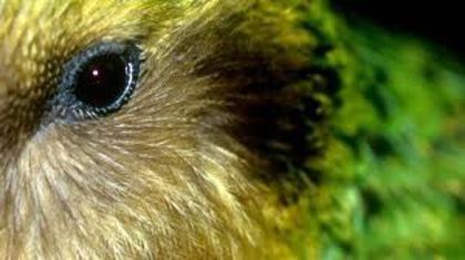 images (5) - x22-Papagal Kakapo