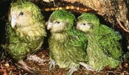 images (6) - x22-Papagal Kakapo