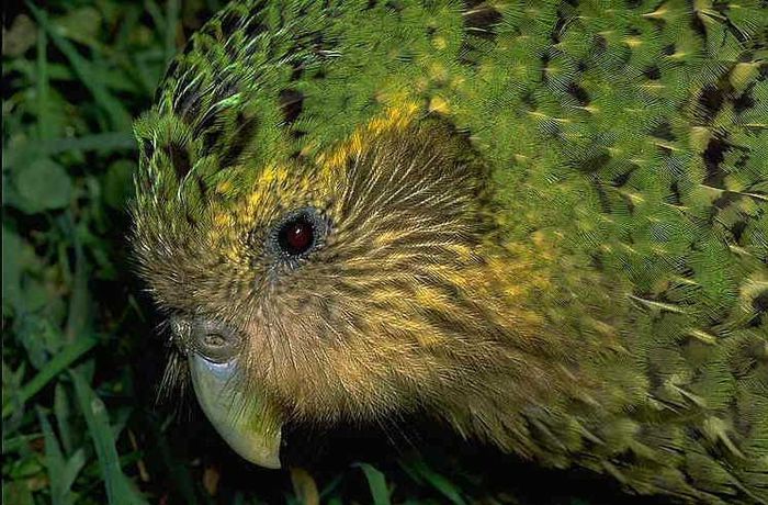 kakapo - x22-Papagal Kakapo