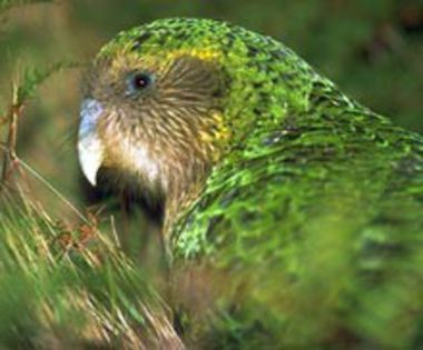 kakapo (1) - x22-Papagal Kakapo