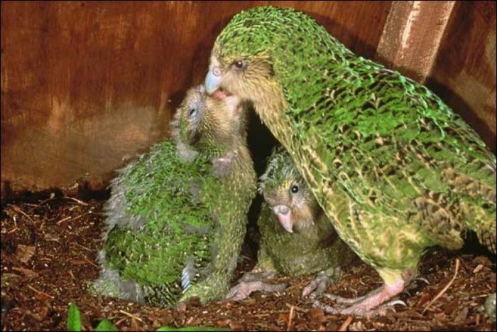 kakapo_1 - x22-Papagal Kakapo