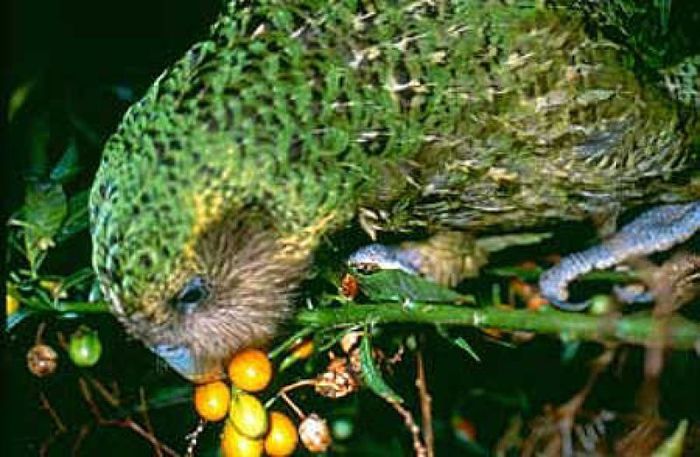 kakapo_trevor_1