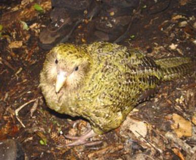 Strigops-habroptilus - x22-Papagal Kakapo