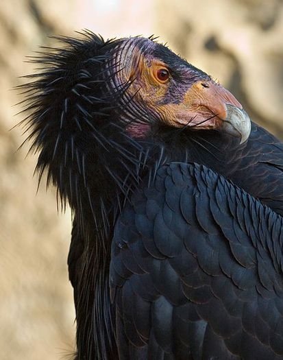 473px-California-Condor3-Szmurlo_edit - x23-Condor californian