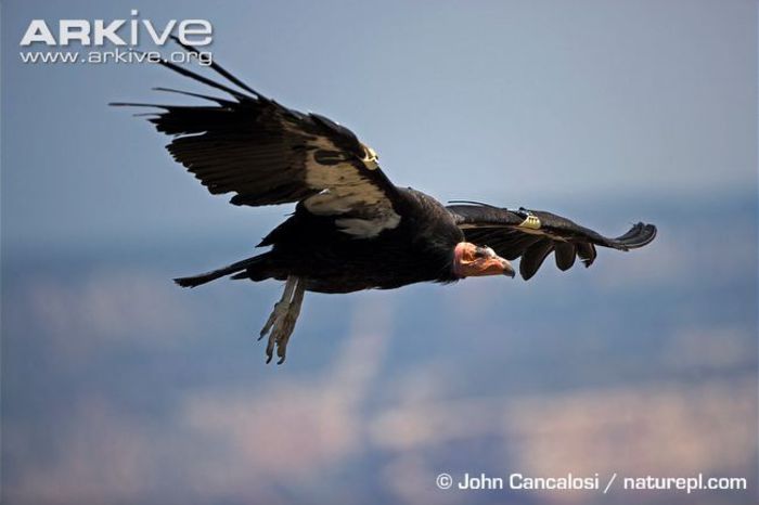 California-condor-in-flight--lateral-view - x23-Condor californian