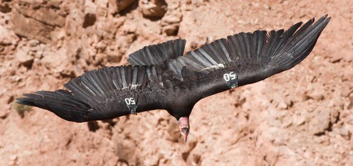 Californian_Condor_50_MC