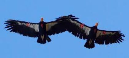 images (1) - x23-Condor californian