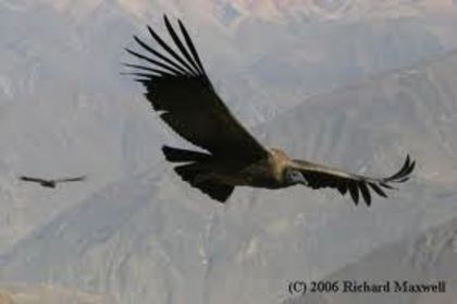 images (3) - x23-Condor californian