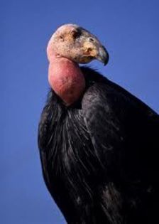 images (4) - x23-Condor californian