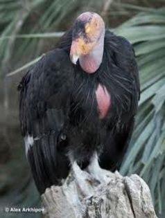 images (5) - x23-Condor californian