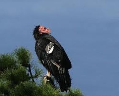images (7) - x23-Condor californian