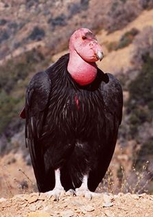 R7 Small300 - x23-Condor californian