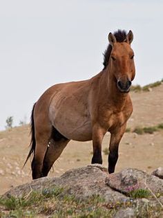 250px-Takhi_Hustai - x24-Calul lui Przewalski