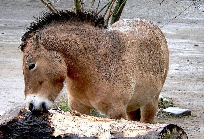 800px-Przewalskipferd_baumstamm_beknabbernd_1 - x24-Calul lui Przewalski